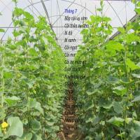 Tháng 7 trồng cây gì